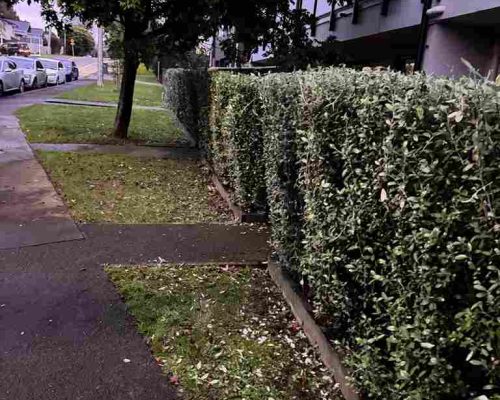 Trimming-services_11zon